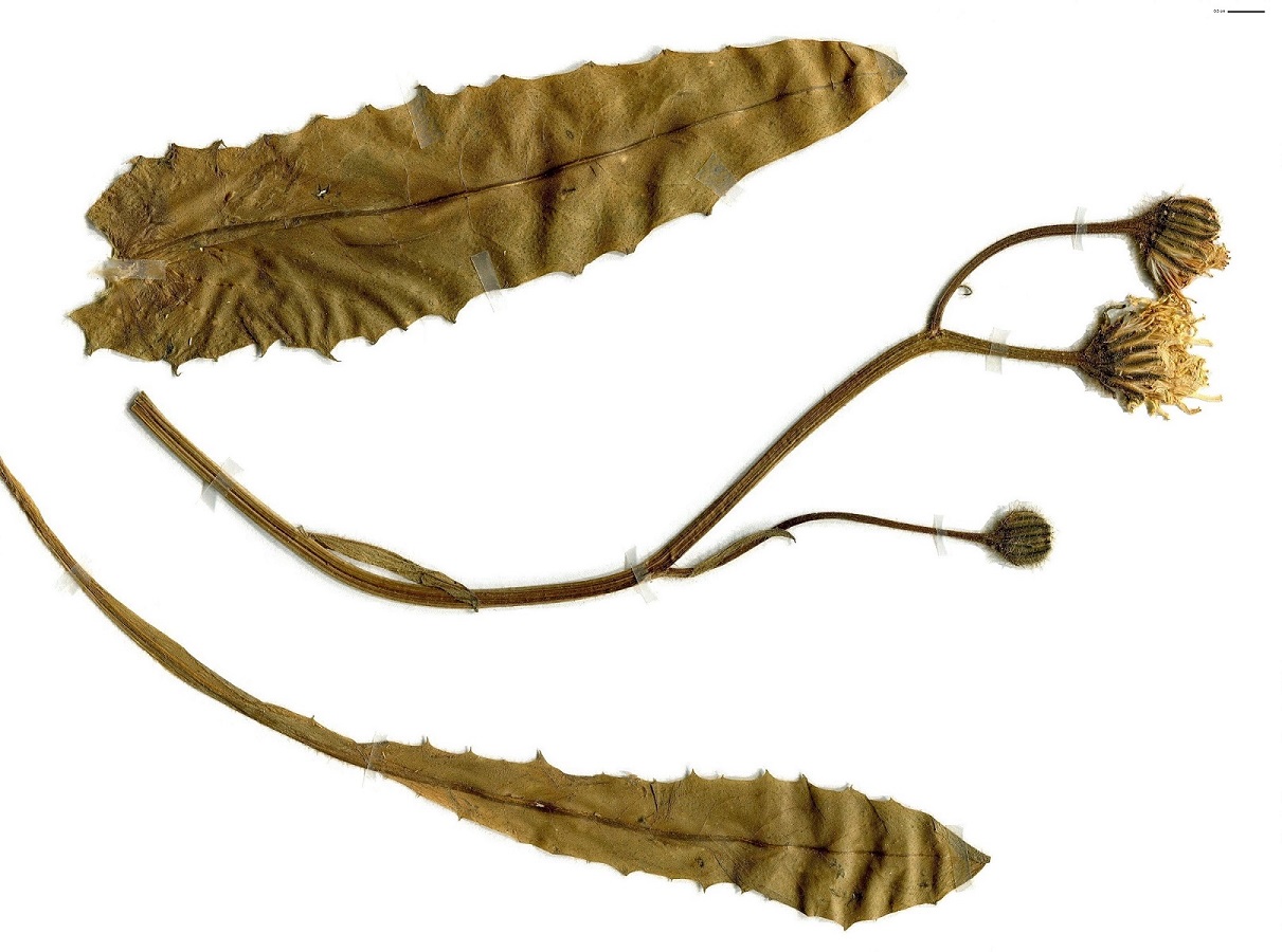 Crepis conyzifolia (Asteraceae)
